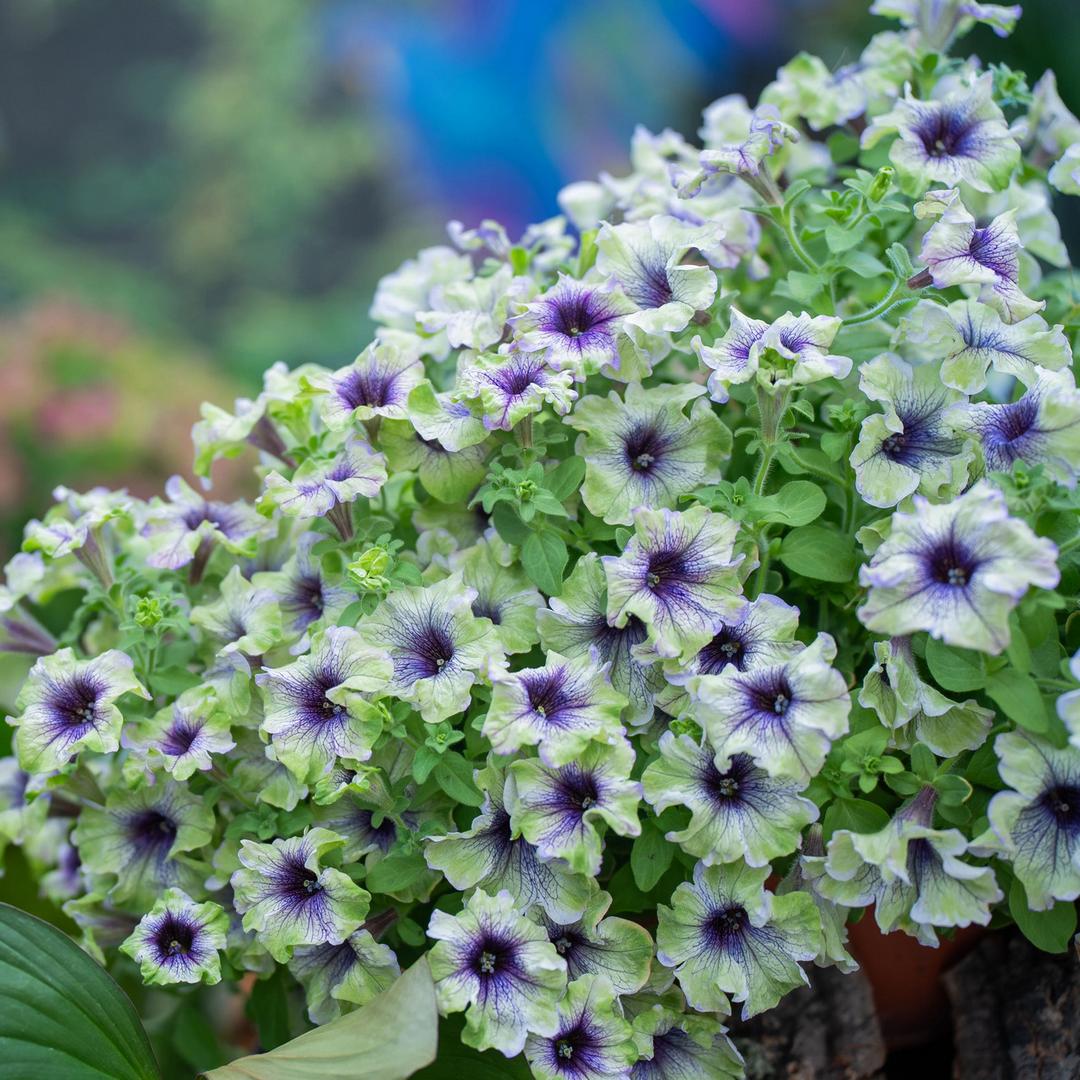 Amazonas Plum Cockatoo Petunia