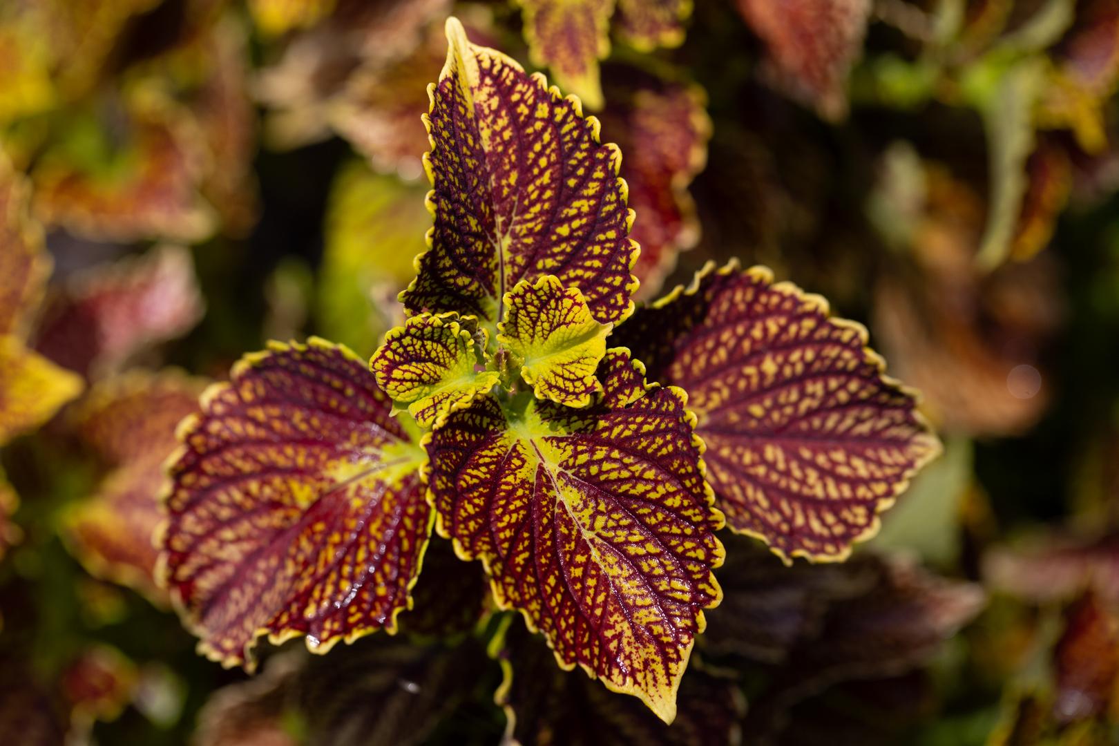 Coleus ColorBlaze Golden Dreams