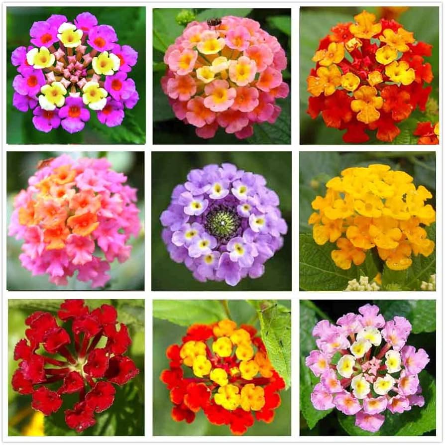 Lantana Popcorn
