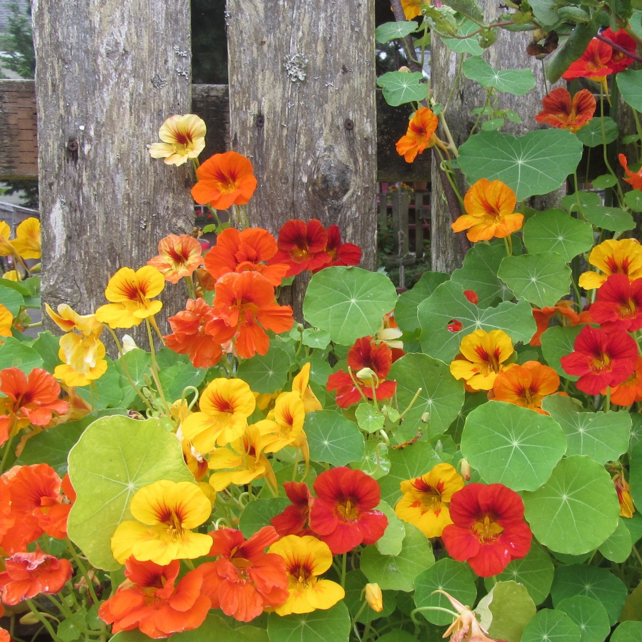Nasturtium