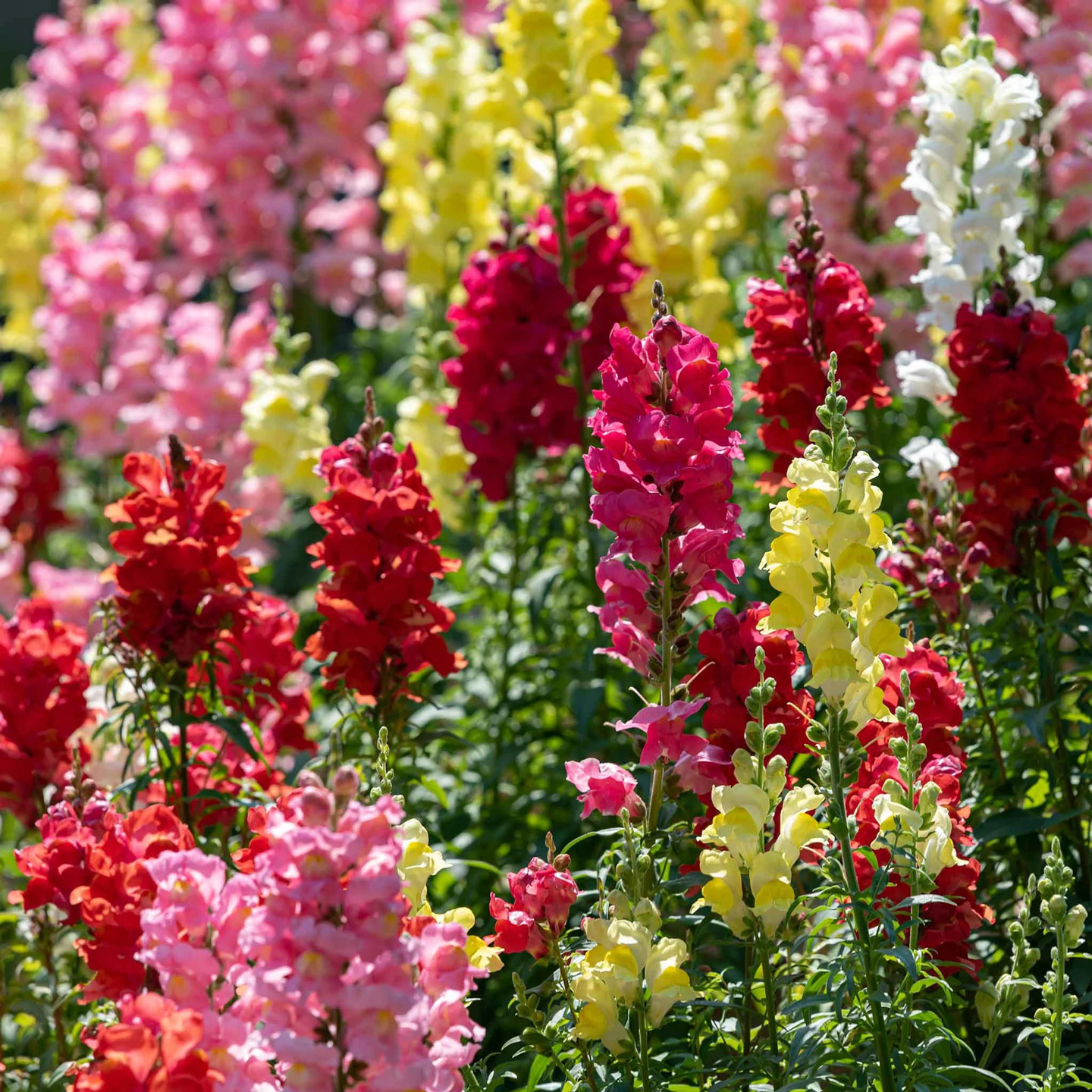 Snapdragon Tall Mixed Colors