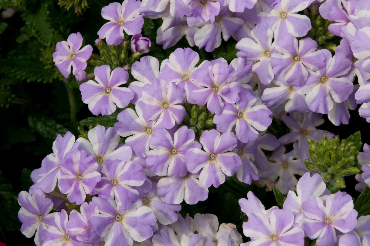 Voodoo Lavender Star