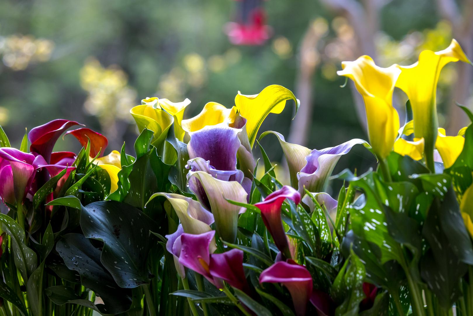 Calla Lily
