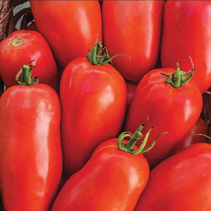 Roma Tomato