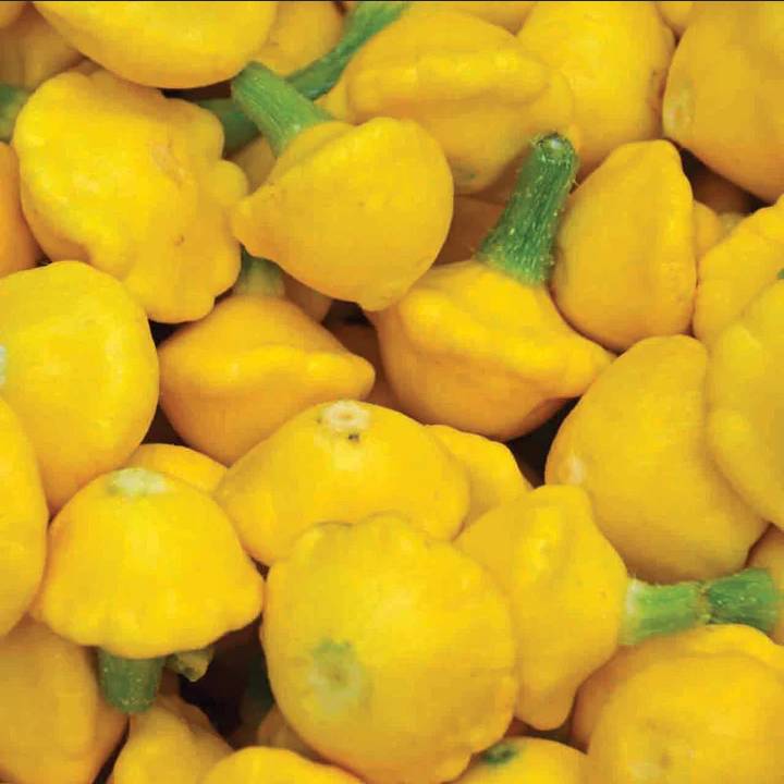 Yellow Bush Scallop Squash