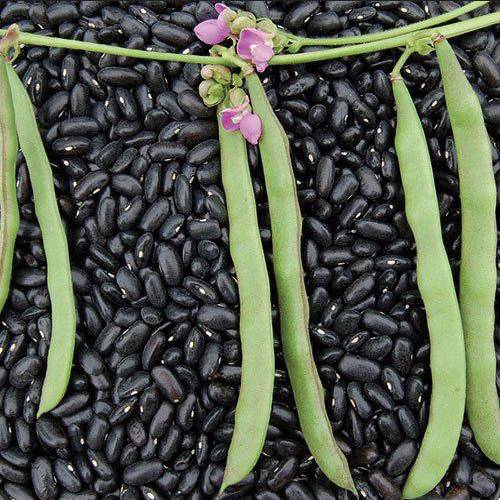 Cherokee Trail of Tears Bean