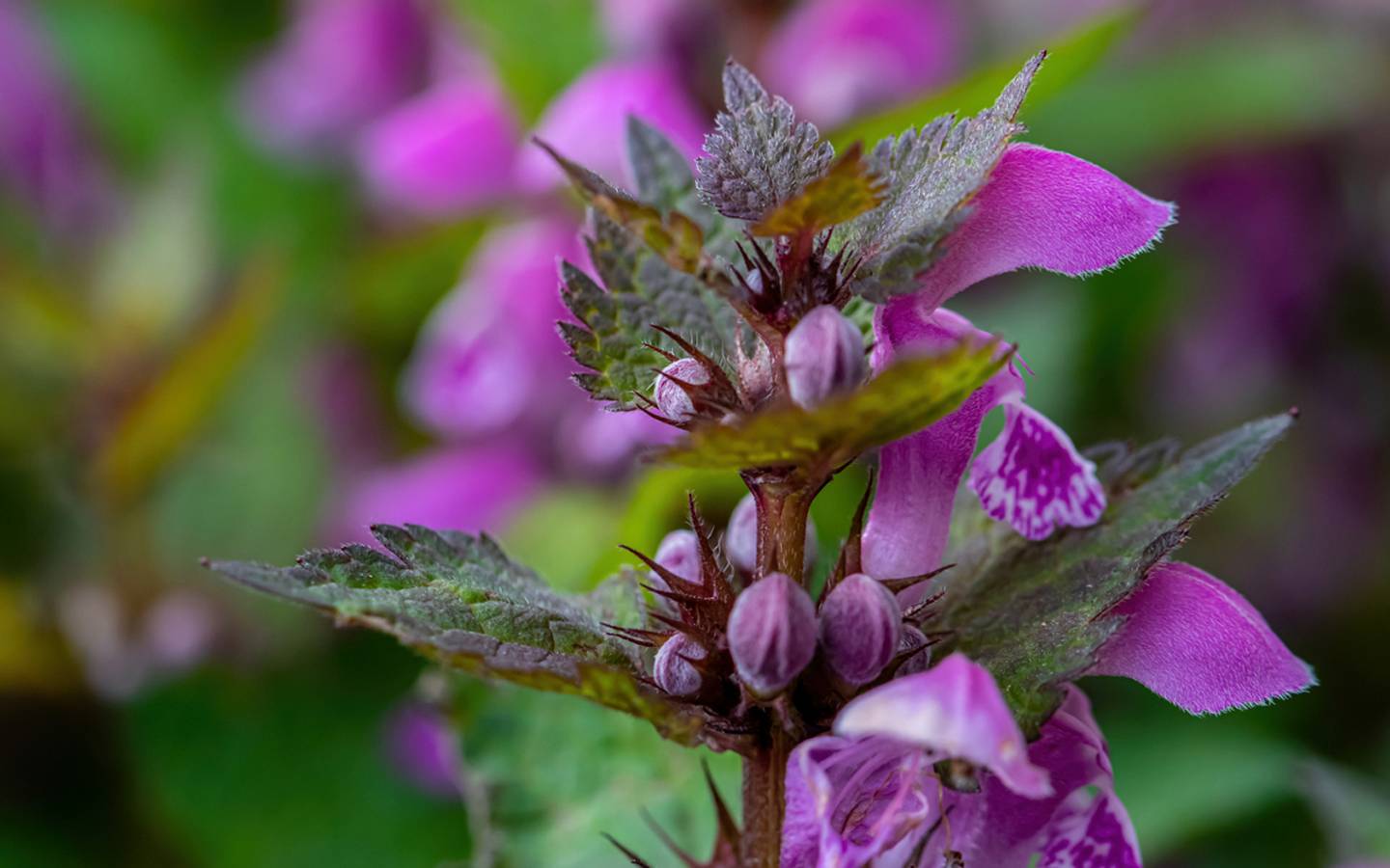 Purple Dead Nettle