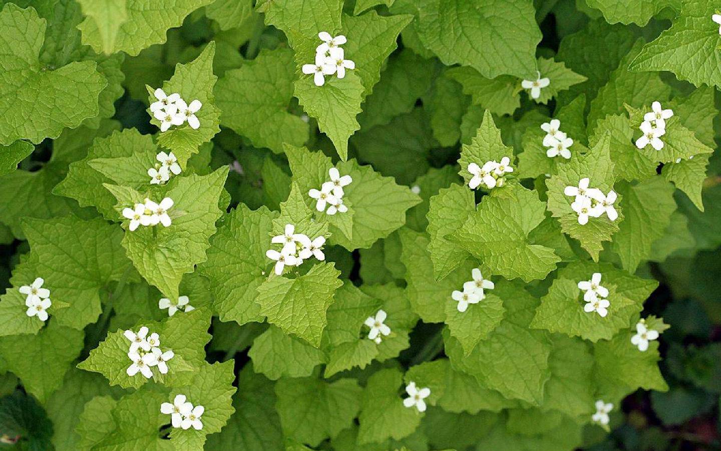 Garlic Mustard
